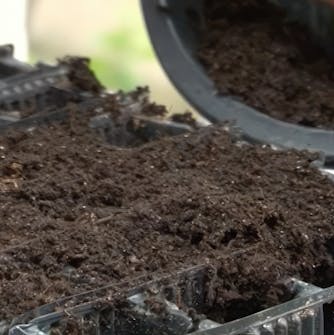 formering av roser formering av roser